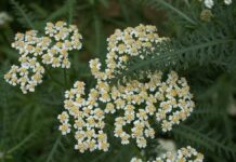 Забули спрей? Ця рослина допоможе захиститися від комарів