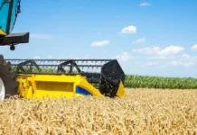 На Вінниччині розпочався збір пізніх культур: гречки та проса