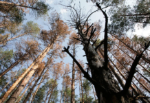 На Вінниччині з’явився новий заповідник