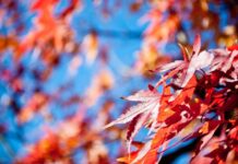 Якою буде погода у Вінниці 1 вересня