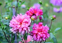 Прогноз погоди у Вінниці на 8 серпня