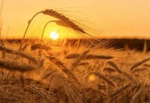 Якою буде погода у Вінниці 15 серпня