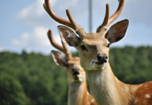 На Вінниччині запрацює екоферма: вирощуватимуть оленів і бізонів