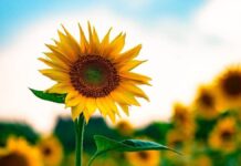 Сьогодні у Вінниці опадів не очікується