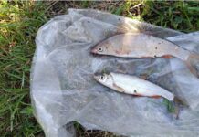 На Вінниччині затримали браконьєра, який сітками ловив рибу в ставку