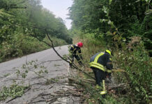 Наслідки негоди: рятувальники Вінниччини розчистили 28 повалених дерев