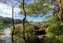 Новий екомаршрут у Вінниці: «Стежка Коцюбинського» веде через Сабарівський ліс