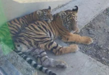 У Подільському зоопарку Вінниці – нові мешканці: двоє уссурійських тигренят