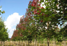 Вінницязеленбуд витратить майже мільйон на закупівлю лип і кленів