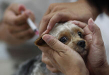 У Вінницькій громаді триває кампанія з вакцинації домашніх тварин від сказу