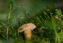 Якою буде погода у Вінниці 8 вересня