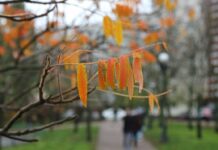 Якою буде погода у Вінниці 3 жовтня