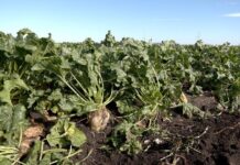 Урожай цукрового буряка на Вінниччині знизився на 25% через посуху