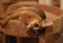 Талісмани удачі: п’ять порід кішок, які приносять благополуччя