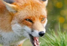 У Тульчинському районі проведуть імунізацію диких тварин від сказу