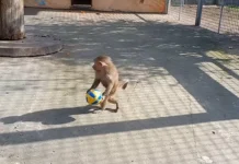 У вінницькому зоопарку показали, як мавпенятко грається з м’ячиком