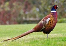 На Вінниччині випустили у дику природу 215 фазанів