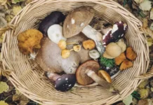 Сезон грибів: як їх споживати, щоб не отруїтись
