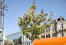 У Вінниці планують висадити 200 нових дерев