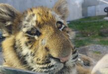 Осінь у Подільському зоопарку: яскраві фотозони та дружні тварини