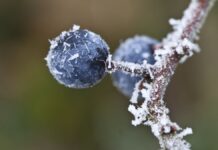 На Вінниччині очікуються заморозки до -3°C