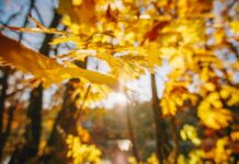 Прогноз погоди у Вінниці 28 жовтня