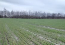 На Вінниччині озимі відстають у розвитку на місяць