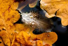 Прогноз погоди у Вінниці на 17 листопада