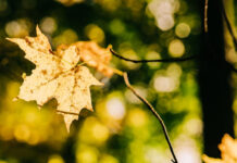 Якою буде погода у Вінниці 25 листопада