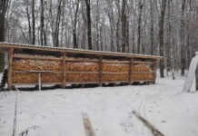 Лісівники допомагають диким тваринам: як Вінниччина готується до зими