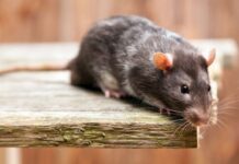 На Вінниччині зафіксували п’ять смертей від лептоспірозу