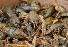 На Вінниччині з 1 грудня стартує заборона на вилов раків