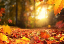 Чого чекати від погоди 20 листопада