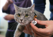 В Україні запустили Єдиний державний реєстр домашніх тварин