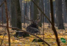 В об’єктив вінницьких лісівників потрапило сімейство оленів