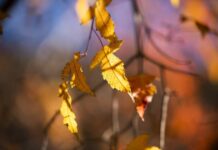 Прогноз погоди у Вінниці на неділю