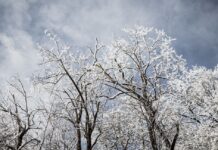 В Україні після 15 листопада прогнозують сильні снігопади