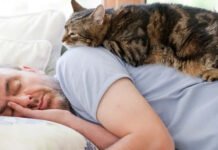 Секрет теплих лапок: чому коти лягають на хворі місця