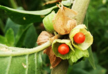 Трави для зміцнення волосся: природний догляд та зростання