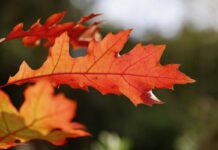 Прогноз погоди у Вінниці на 3 листопада