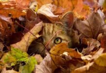 Похмура погода без опадів: прогноз для Вінниці на 11 листопада