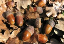 Майже 45 тонн жолудів зібрали на Віниччині для майбутніх лісових культур