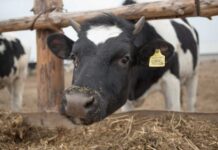 13 випадків сказу на Вінниччині: як захистити себе і тварин