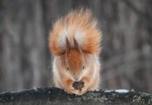 Якою буде погода у Вінниці у перший день зими