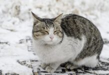 Прогноз погоди у Вінниці 3 грудня