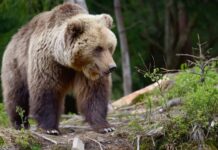 На Вінниччині прикордонники зустріли несподіваного «колегу» — дикого ведмедя