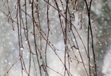 Хмарна погода і дощі очікуються у Вінниці до вечора