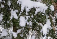 Якою буде погода у Вінниці 12 грудня