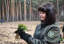 Нові ліси на 13 гектарах: на Вінниччині висадили 762 тисячі сіянців