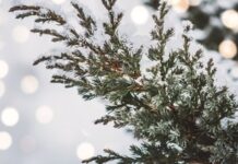 Якою буде погода у Вінниці 24 грудня